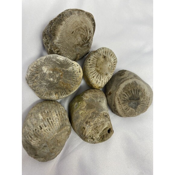 6 Fossilized Horn Coral Lake Superior Mi - Picture 2 of 4